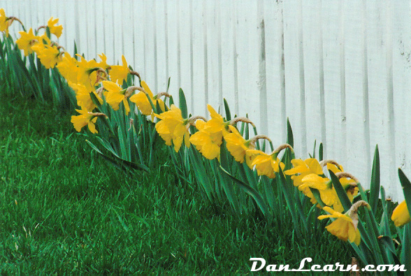 Row of daffodils