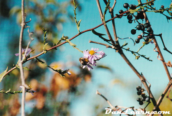 Bumblebee on flower