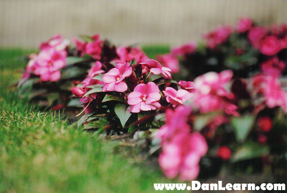 Rows of flowers