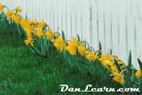 Row of daffodils
