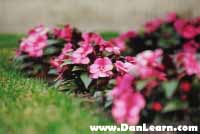 Rows of flowers