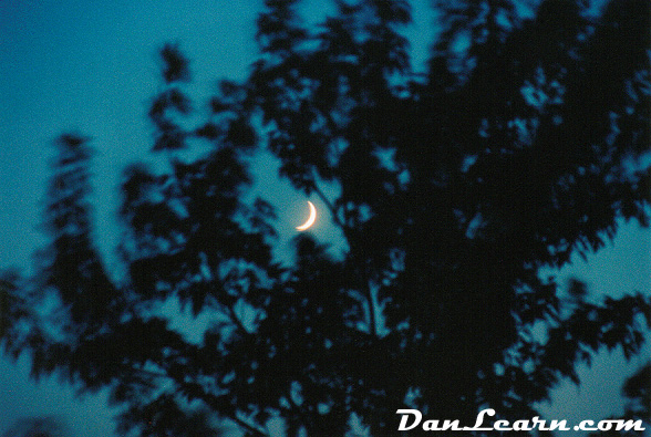 Moon behind tree